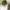 A selection of 60 artificial pine trees, with plastic green pine branches for DIY Christmas decoration, winter tabletop plants